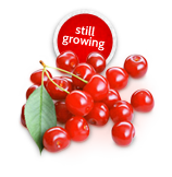 Ontario Tart Cherries