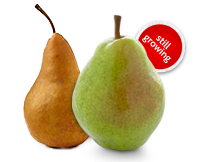 Ontario Pears